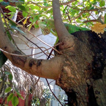 Maria Teresa Braganca Pousada Jijoca de Jericoacoara Buitenkant foto